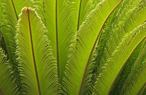 Joanne Wells Prints: USA, Georgia, Savannah. Spring frond growth of a sago palm
