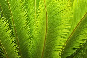 USA, Georgia, Savannah. Spring fronds on a sago palm