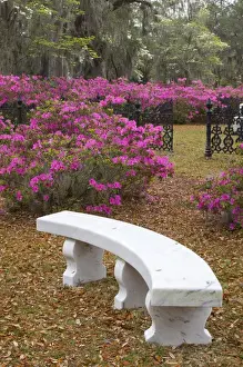 Images Dated 28th March 2009: USA; Georgia; Savannah; Spring at Historic Bonaventure Cemetery
