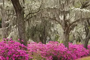Images Dated 28th March 2009: USA, Georgia, Savannah, Spring at Historic Bonaventure Cemetery