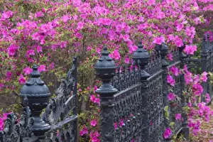 USA, Georgia, Savannah, Spring at Historic Bonaventure Cemetery