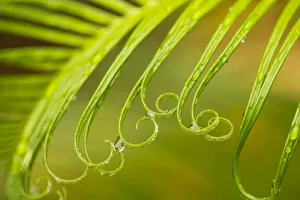 Images Dated 19th December 2020: USA, Georgia, Savannah. Spring sago palm with curly foliage