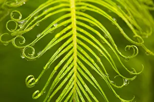 Joanne Wells Prints: USA, Georgia, Savannah. Spring sago palm with feathery foliage