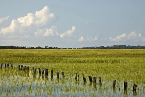 Tidal Prints: USA; Georgia; Savannah; Tidal marsh with pilings