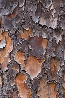Joanne Wells Prints: USA, Georgia, Savannah. Tree bark on a pine tree