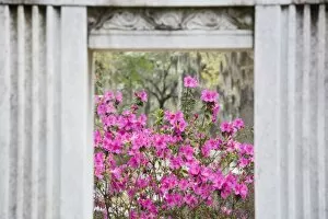 USA, Georgia, Savannah. View thru gravestone with blooming azaleas in Bonaventure Cemetery