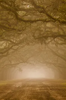 Isle Of Hope Prints: USA, Georgia, Savannah. Wormsloe Plantation Drive in the early morning fog