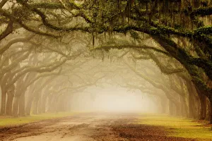 USA, Georgia, Savannah. Wormsloe Plantation Drive in the early morning fog