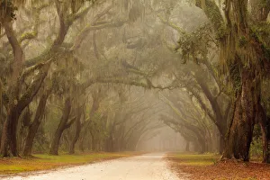 Images Dated 10th February 2019: USA, Georgia, Savannah. Wormsloe Plantation Drive in the early morning fog
