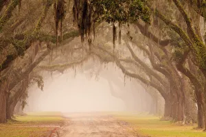 Images Dated 10th February 2019: USA, Georgia, Savannah. Wormsloe Plantation Drive in the early morning fog