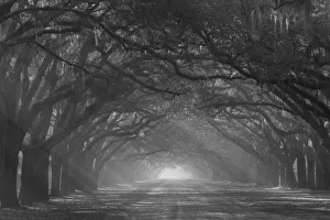 USA, Georgia, Savannah. Wormsloe Plantation Drive in the early morning with rays of the sun