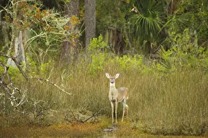 Berry Prints: USA, Georgia, Savannah. Young buck in the marsh at Skidaway Island Ste Park