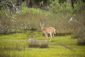 Buck Prints: USA, Georgia, Savannah. Young buck walking along hardwood forest and salt marsh