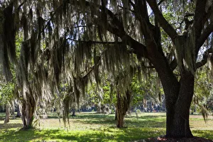 World Locations Prints: USA, Georgia, St. Simons Island, Fort Frederica National Monument, live oak trees