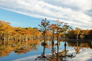 USA, Georgia, Twin City. Cypress trees in morning light in the fall