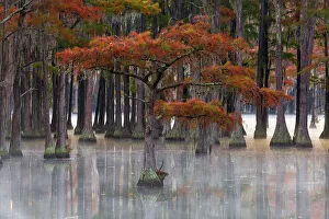 Joanne Wells Prints: USA, Georgia, Twin City. Fall cypress tress in the fog