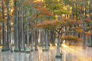 Images Dated 21st March 2022: USA, Georgia, Twin City. Fall cypress tress in the fog at sunrise
