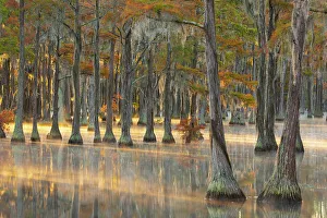 Images Dated 21st March 2022: USA, Georgia, Twin City. Fall cypress tress in the fog at sunrise
