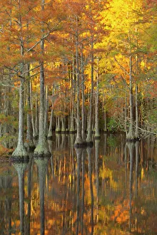 Joanne Wells Prints: USA, Georgia, Twin City. Fall cypress tress in the morning light