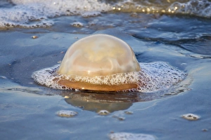 Tidal Prints: USA; Georgia; Tybee Island; Jelly fish along the shore
