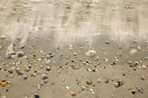 Joanne Wells Prints: USA, Georgia, Tybee Island. Small shells washed up along shore line