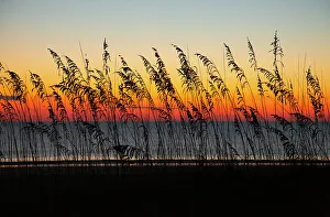 Joanne Wells Prints: USA, Georgia, Tybee Island. Sunrise with silhouetted beach grass