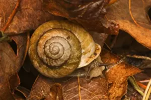 Smokies Prints: USA; Great Smoky Mountain NP; Snail in the Great Smoky MountainsNP