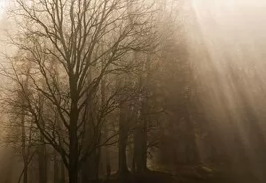 USA Great Smoky Mountain NP Tennessee trees in fog with rays of light
