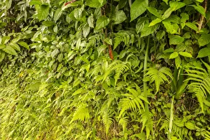 Images Dated 23rd March 2018: USA, Hawaii, Akaka Falls State Park. Tropical wall of vegetation