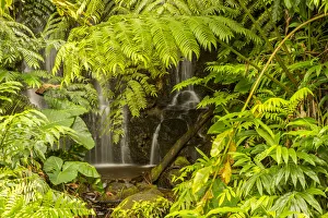 Images Dated 23rd March 2018: USA, Hawaii, Akaka Falls State Park. Akaka Falls and tropical vegetation. Credit as