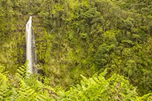 Images Dated 23rd March 2018: USA, Hawaii, Akaka Falls State Park. Akaka Falls and tropical vegetation on cliff