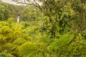 Images Dated 23rd March 2018: USA, Hawaii, Akaka Falls State Park. Akaka Falls and tropical vegetation. Credit as