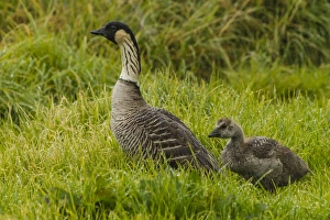 Goose Prints: USA, Hawaii, The Big Island, Hakalau Forest National Wildlife Refuge