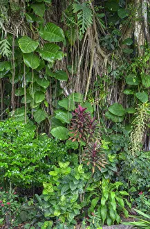 Banyan Prints: USA, Hawaii, Big Island of Hawaii. Hilo, Liliuokalani Gardens