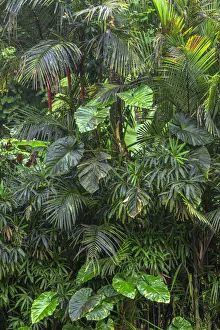 Mamalahoa Prints: USA, Hawaii, Big Island of Hawaii. Hawaii Tropical Botanical Gardens