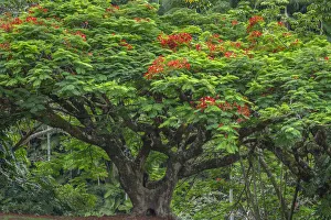 Botanical Prints: USA, Hawaii, Big Island of Hawaii. Hamakua coast, Royal poinciana in bloom at Waikaumalo