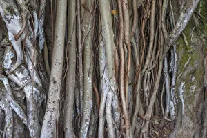 USA, Hawaii, Big Island of Hawaii. Hilo, Kalakaua Park, Banyan tree with multiple trunks