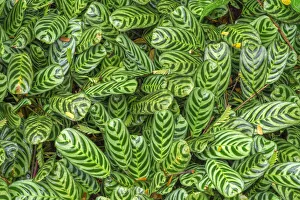 USA, Hawaii, Big Island of Hawaii. Hawaii Tropical Botanical Gardens