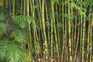 Bamboo Prints: USA, Hawaii, Big Island of Hawaii. Bamboo is invasive to the Hawaiian Islands