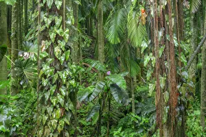Images Dated 6th June 2020: USA, Hawaii, Big Island of Hawaii. Hawaii Tropical Botanical Gardens