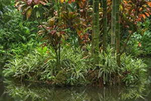 USA, Hawaii, Big Island of Hawaii. Hawaii Tropical Botanical Gardens
