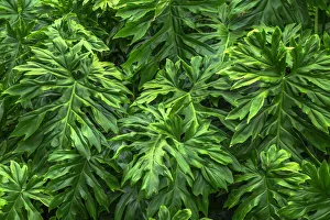 USA, Hawaii, Big Island of Hawaii. Hamakua coast, Monstera plants at Waikaumalo Park