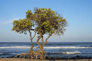 Images Dated 24th September 2019: USA, Hawaii, Big Island of Hawaii. Kohanaiki Beach Park, Sunrise light on heliotrope tree