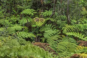 Tree Fern Prints: USA, Hawaii, Big Island of Hawaii. Hawaii Volcanoes National Park