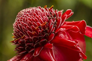 Images Dated 19th February 2013: USA, Hawaii, The Big Island, Hawaii Tropical Botanical Garden. Close-up of ginger blossom