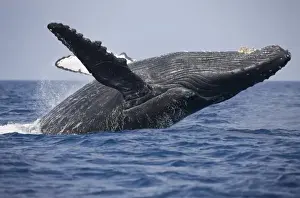 Kailua Prints: USA, Hawaii, Big Island, Humpback Whale (Megaptera novaengliae) breaching in Pacific