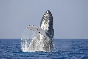 USA, Hawaii, Big Island, Humpback Whale (Megaptera novaengliae) breaching in Pacific
