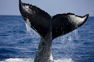USA, Hawaii, Big Island, Humpback Whale (Megaptera novaengliae) slaps tail at surface