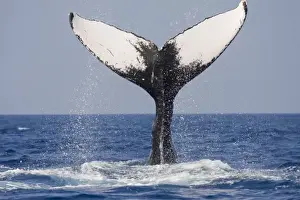 Kailua Prints: USA, Hawaii, Big Island, Humpback Whales (Megaptera novaengliae) slapping tail in