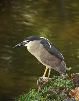 Images Dated 29th February 2008: USA, Hawaii, Big Island, North Kona, Night Heron